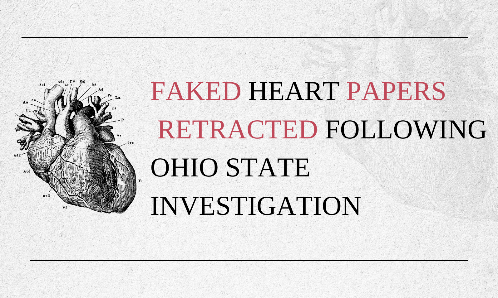 Faked heart papers retracted following Ohio State investigation